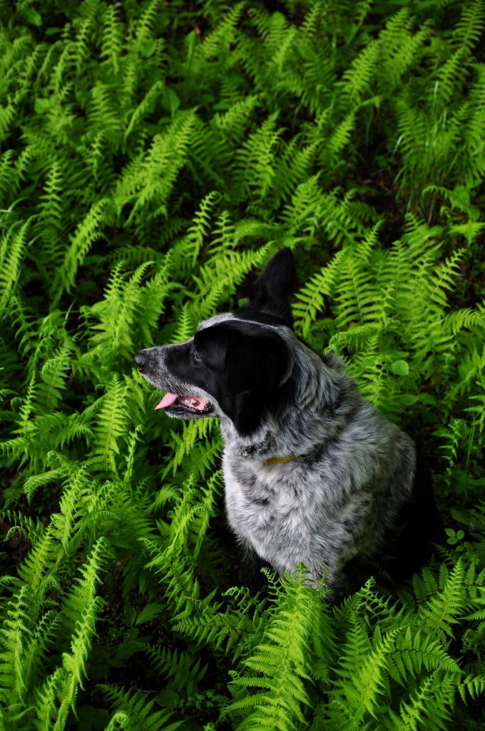 Ferns2