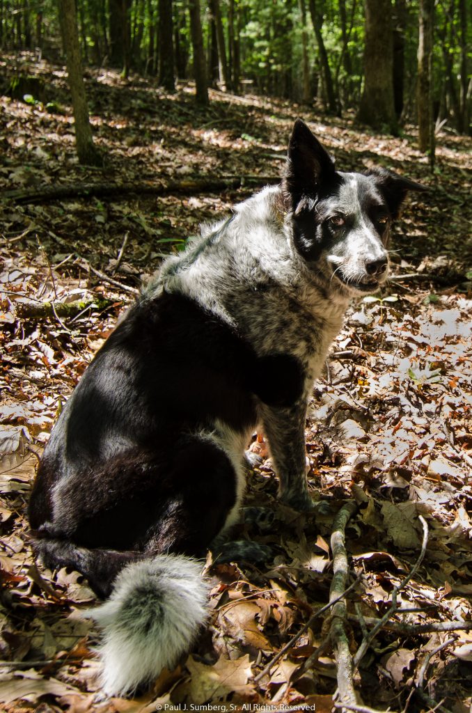 Sitting in the forest